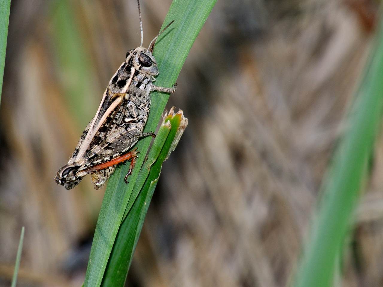 Calliptamus sp.